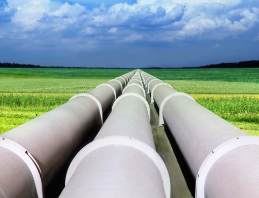 Gasbuizen op grasveld smal